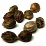 Семена марихуаны АК-47  (Seeds AK-47) в Сертолово